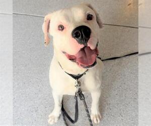 American Staffordshire Terrier-Unknown Mix Dogs for adoption in San Antonio, TX, USA