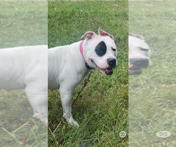 Medium Photo #3 Staffordshire Bull Terrier Puppy For Sale in Candler, NC, USA