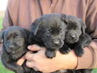 Small Photo #15 Labrador Retriever Puppy For Sale in FORT RECOVERY, OH, USA
