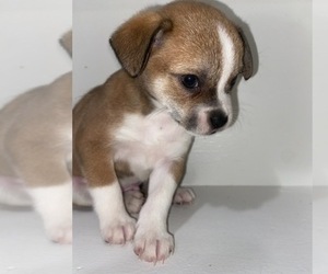Jack Chi Puppy for sale in HARTFORD, AL, USA