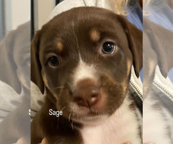 Medium Photo #3 Mutt Puppy For Sale in San Diego, CA, USA