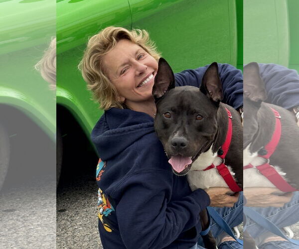 Medium Photo #4 American Pit Bull Terrier-Unknown Mix Puppy For Sale in Fallbrook, CA, USA