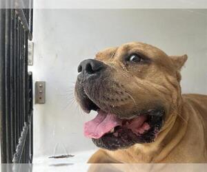 Mastiff-Unknown Mix Dogs for adoption in Houston, TX, USA