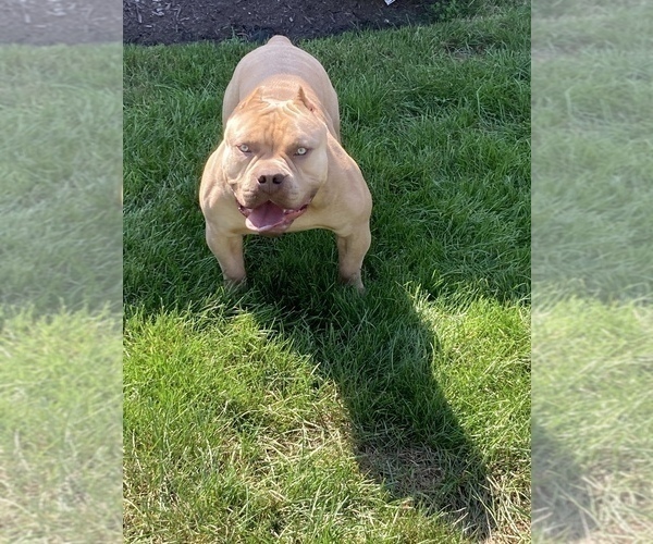 Medium Photo #1 American Bully Puppy For Sale in BELLE VERNON, PA, USA