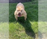 Small Photo #1 American Bully Puppy For Sale in BELLE VERNON, PA, USA