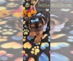 Small Photo #4 Yorkshire Terrier Puppy For Sale in AKRON, OH, USA