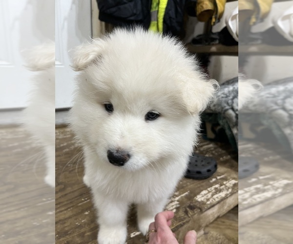 Medium Photo #3 Samoyed Puppy For Sale in LITTLE FALLS, MN, USA
