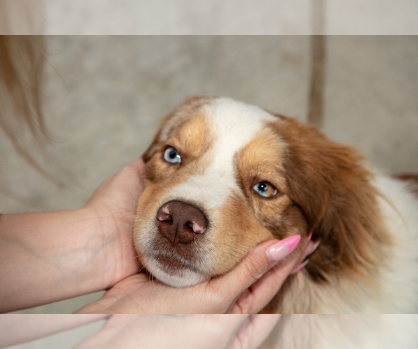 Medium Photo #3 Australian Shepherd Puppy For Sale in CAMDEN, MI, USA
