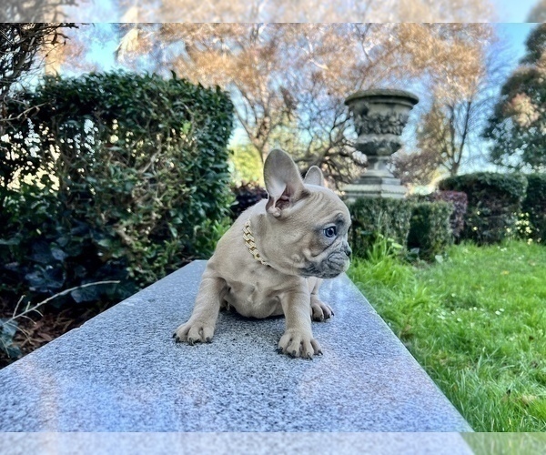 Medium Photo #194 French Bulldog Puppy For Sale in HAYWARD, CA, USA