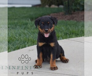 Rottweiler Puppy for sale in CHRISTIANA, PA, USA