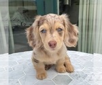 Teddy - Male Dachshund Puppy for Sale - Small photo
