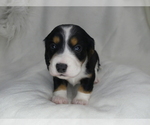 Small Photo #3 Dachshund Puppy For Sale in FAIRBANK, IA, USA