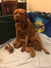 Mother of the Dogue de Bordeaux puppies born on 09/19/2017