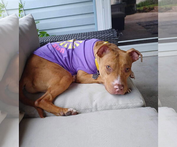 Medium Photo #6 Mutt Puppy For Sale in Rockville, MD, USA