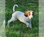 Small #11 Mutt