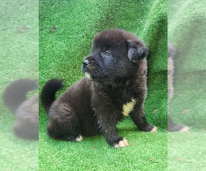 Medium Akita