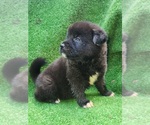 Puppy 5 Akita