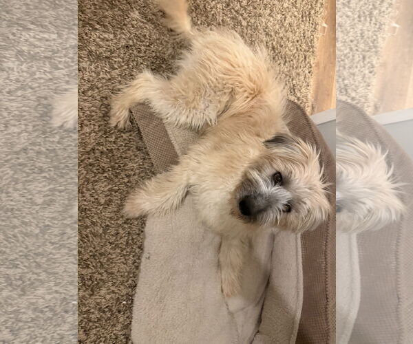 Medium Photo #8 Mutt Puppy For Sale in Sandy, UT, USA