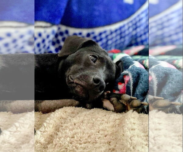 Medium Photo #2 Dachshund-Unknown Mix Puppy For Sale in Rockaway, NJ, USA