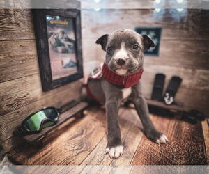 Mutt Dogs for adoption in New London, WI, USA