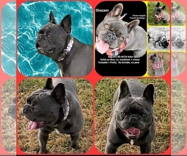 Medium Photo #1 French Bulldog Puppy For Sale in BOSTON, KY, USA