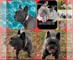 Small Photo #1 French Bulldog Puppy For Sale in BOSTON, KY, USA