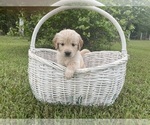 Puppy Bubbles Golden Retriever