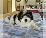 Puppy 3 Lhasa Apso-Maltipoo Mix
