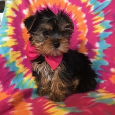 Australian Yorkshire Terrier Puppy for sale in EPHRATA, PA, USA