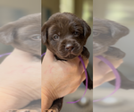 Puppy Puppy 3 Labrador Retriever