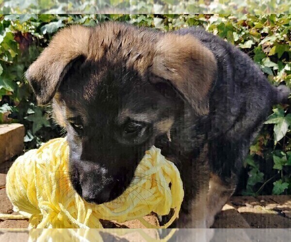 Medium Photo #7 German Shepherd Dog Puppy For Sale in SHELTON, WA, USA