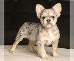 Small Photo #2 French Bulldog Puppy For Sale in FREDERICKSBURG, OH, USA