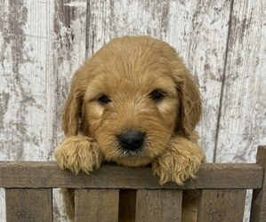 Goldendoodle Puppy for sale in PEEBLES, OH, USA