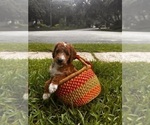 Small Photo #10 Goldendoodle Puppy For Sale in WINTER SPRINGS, FL, USA