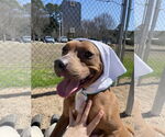 Small #13 American Pit Bull Terrier