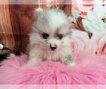 Small Photo #4 Pomeranian Puppy For Sale in CARTHAGE, TX, USA