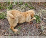 Small Photo #18 Golden Retriever Puppy For Sale in PEYTON, CO, USA