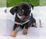 Small Chihuahua Mix