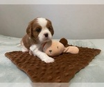 Small Photo #11 Cavalier King Charles Spaniel Puppy For Sale in MIAMI, FL, USA