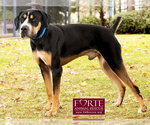 Small #8 Greater Swiss Mountain Dog