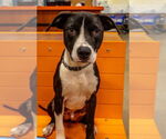 Small #4 American Pit Bull Terrier Mix