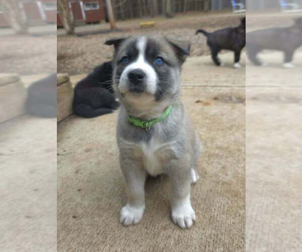 Medium Photo #4 Siberian Husky-Unknown Mix Puppy For Sale in Raleigh, NC, USA