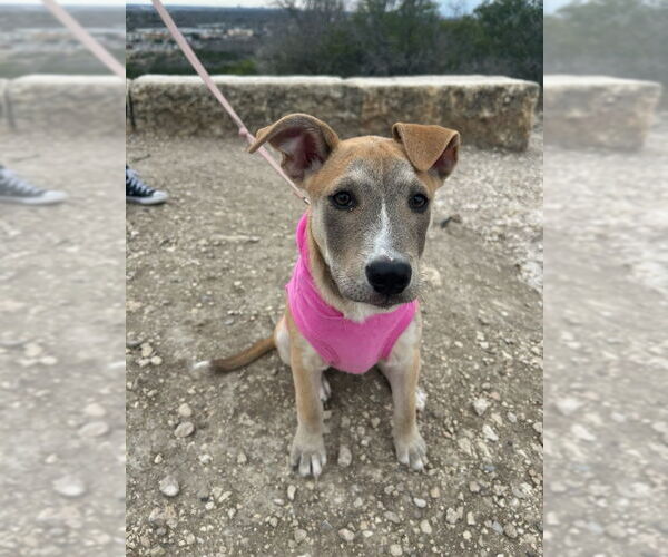 Medium Photo #21 Mutt Puppy For Sale in PIPE CREEK, TX, USA