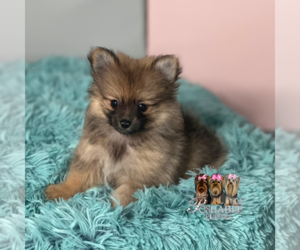 Pomeranian Dog for Adoption in ELMHURST, Illinois USA
