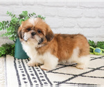 Small #6 Shih Tzu