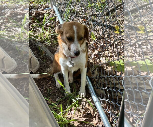 Medium Photo #10 Beagle-Unknown Mix Puppy For Sale in Wakefield, RI, USA