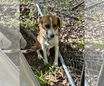 Small #9 Beagle Mix