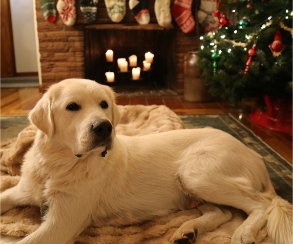 Medium Photo #1 Akbash-Great Pyrenees Mix Puppy For Sale in RIDGEFIELD, WA, USA