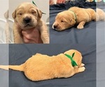 Small Photo #25 Golden Retriever Puppy For Sale in BIG CABIN, OK, USA