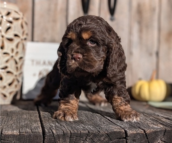 Medium Photo #18 Cocker Spaniel Puppy For Sale in GOSHEN, IN, USA